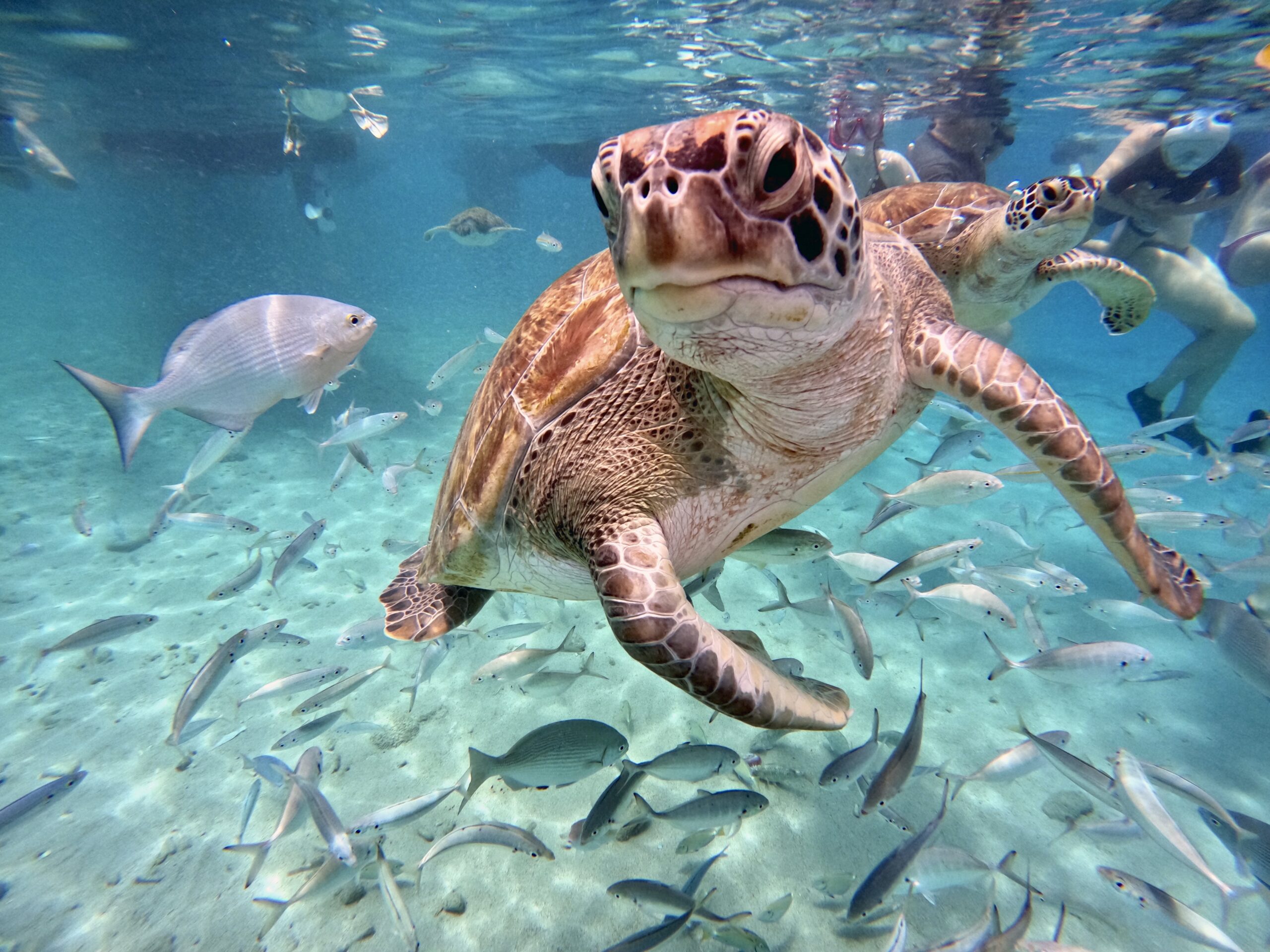 Best Beaches in Curacao